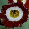 Primula Auricula Trafalgar Square - Abriachan Nurseries